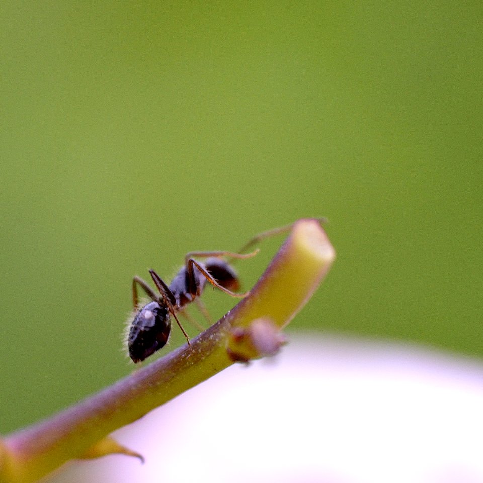 Pollinator Insect Arthropod Plant