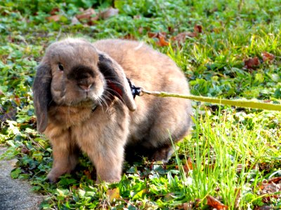 Chewy In The Garden