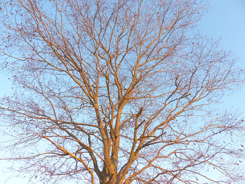 Sky aesthetic crown