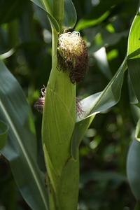 Plant corn plant cultivation photo