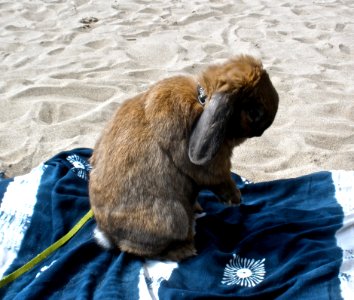 Chewy On His Little Beach Towel