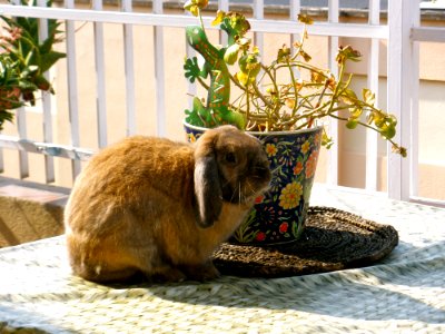 Chewy On The Table photo