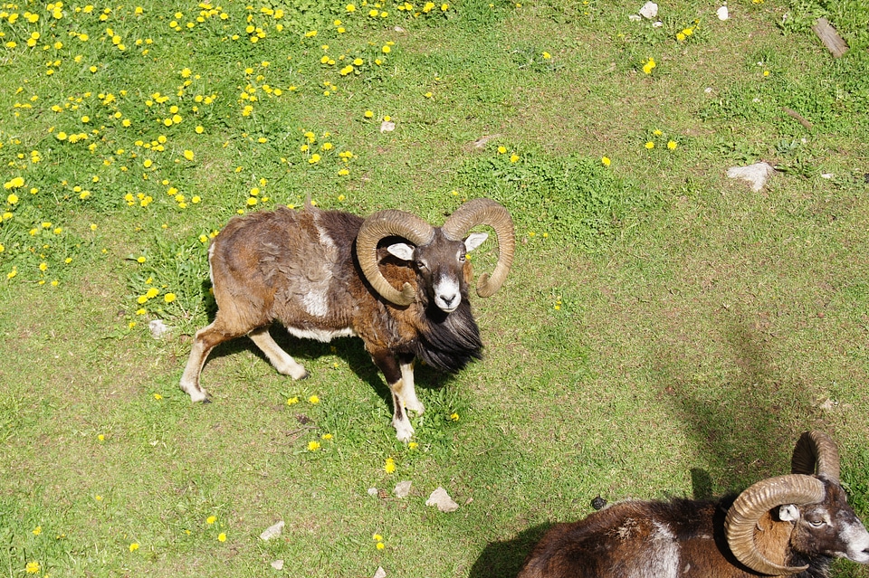 Aries summer nature park