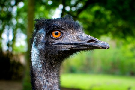 Emu photo