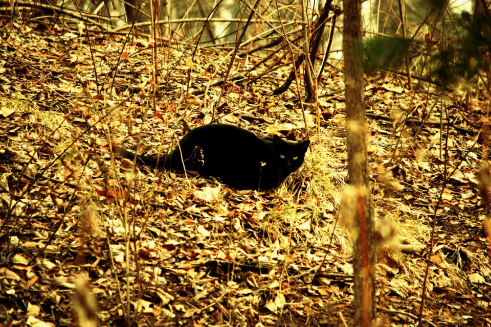 Black Cat In The Central Park