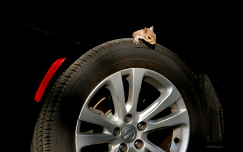 Not IN But ON A Wheel