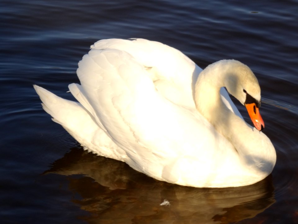 Cygnus Olor At Blue Wonder Dresden