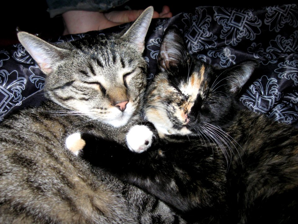 Radar And Harlequin Hugging
