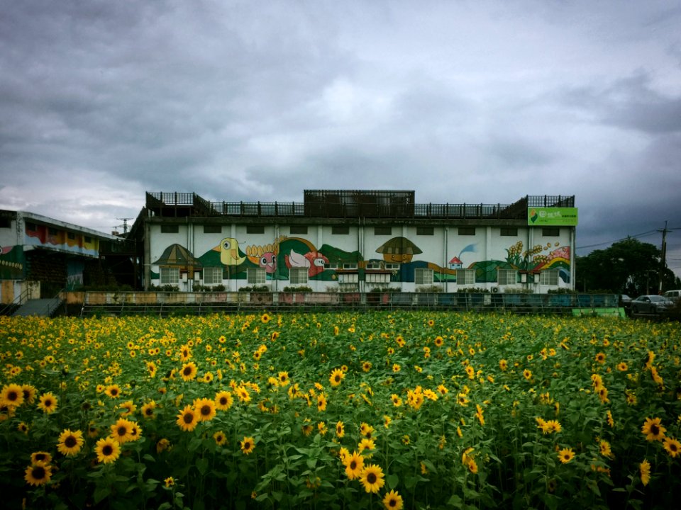 62365 Flower Field