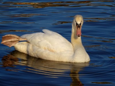 Cygnus Olor At Blue Wonder Dresden
