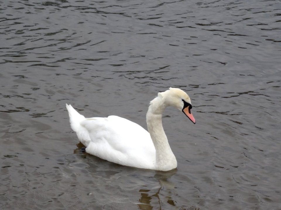 Cygnus Olor At Blue Wonder Dresden