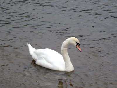 Cygnus Olor At Blue Wonder Dresden