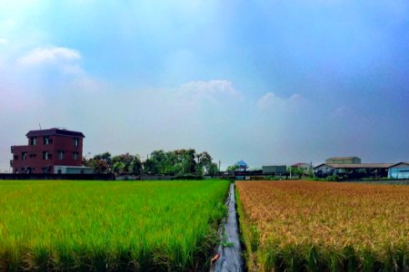 63365 Color Rice Paddy