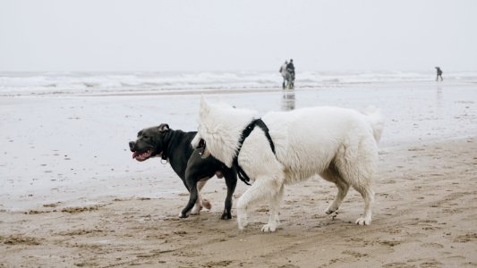 Water Dog Dog Breed Working Animal