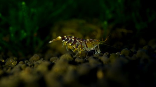 Arthropod Plant Insect Organism