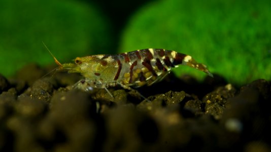 Insect Arthropod Terrestrial Plant Terrestrial Animal