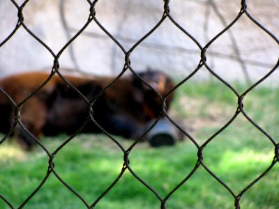 Bear Caged In photo