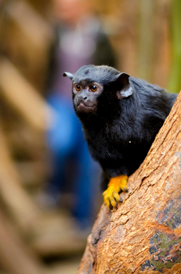 Red-handed Tamarin photo