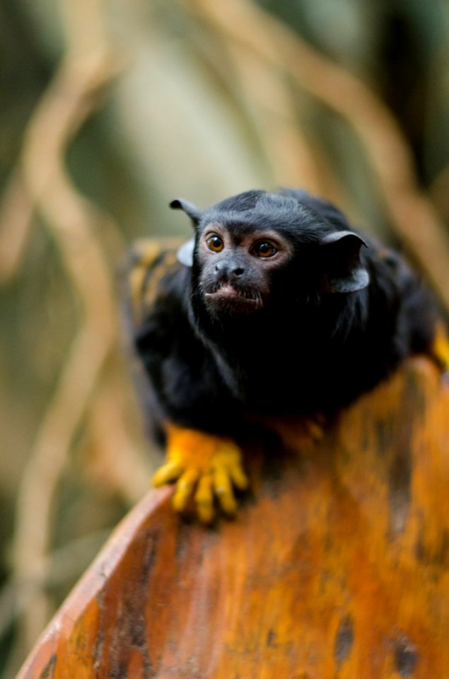 Red-handed Tamarin photo