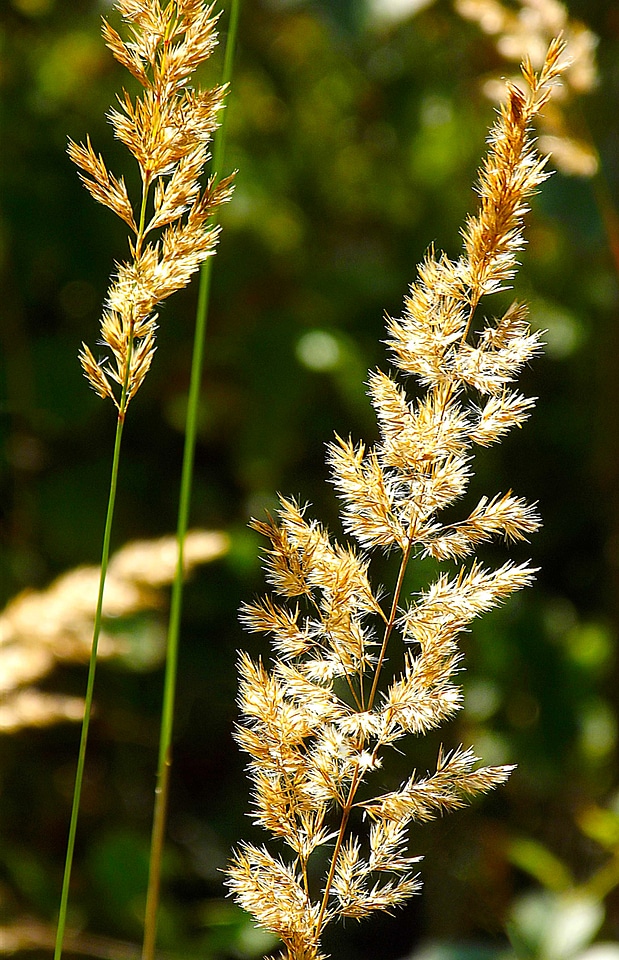 Blade of grass grain pastures