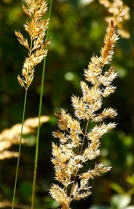 Blade of grass grain pastures