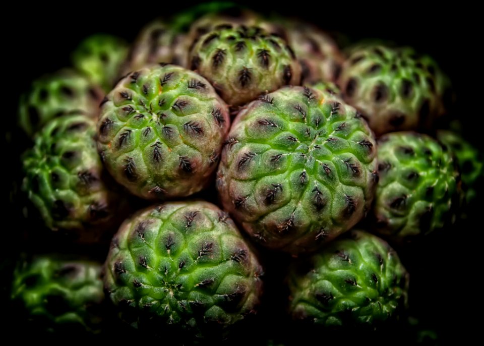 Plant Organism Macro Photography