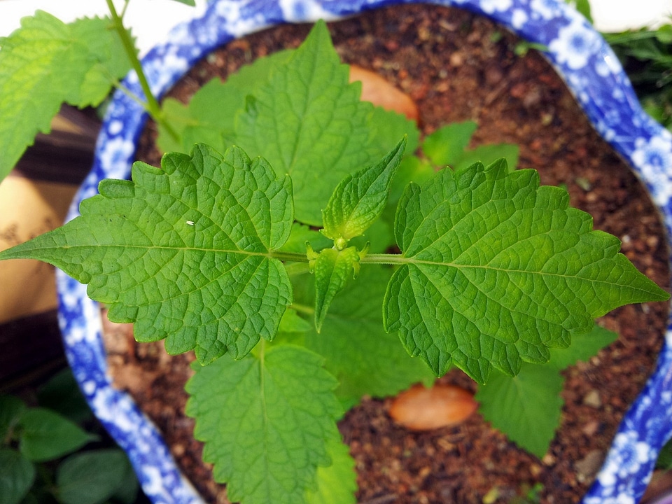 Leaves plant natural