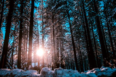 Sunrise Seen Through Forest Trees