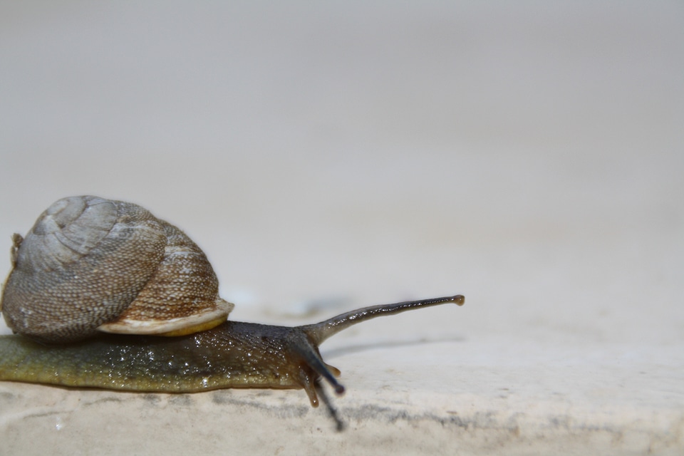 Shell slimy invertebrate