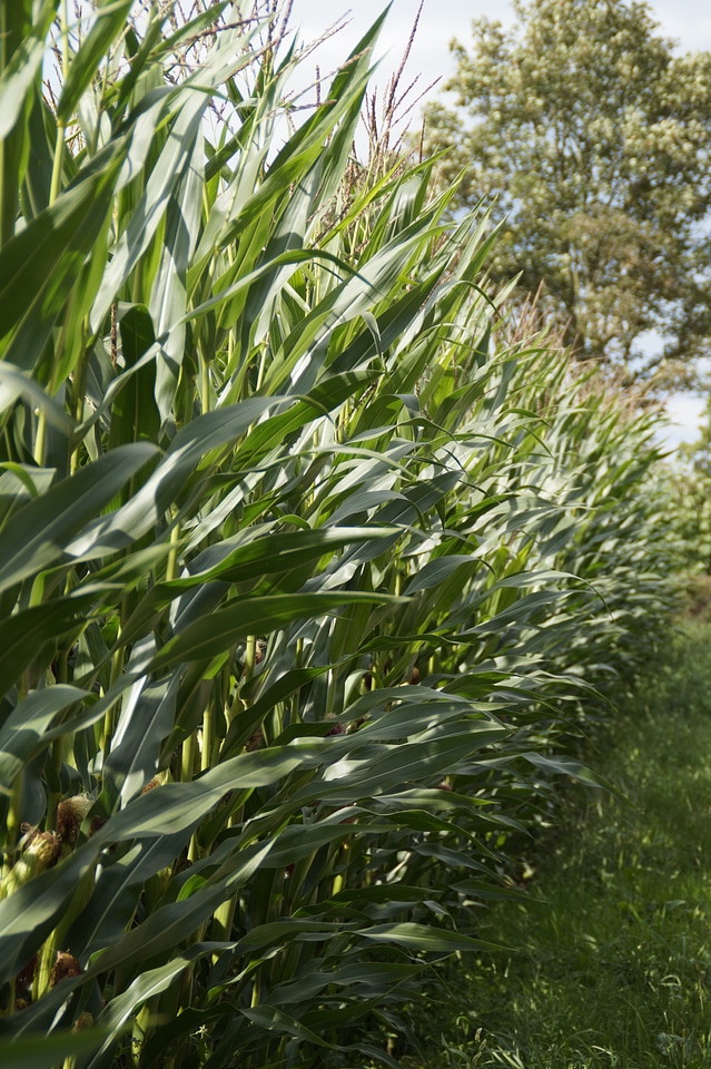 Corn plant cultivation corn cultivation