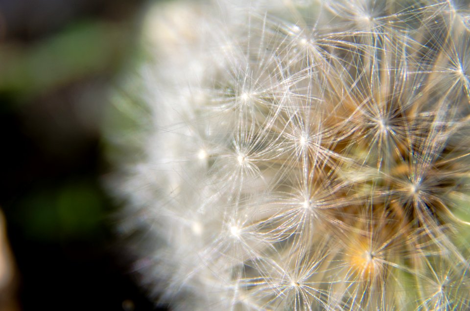 Dandelion clock Closeup