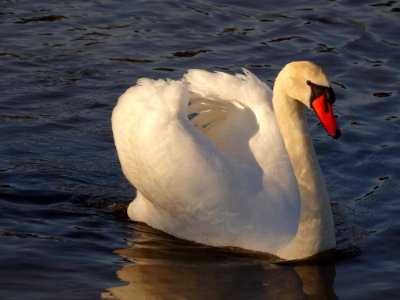 Cygnus Olor At Blue Wonder Dresden