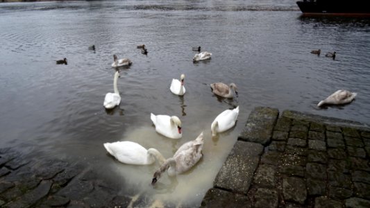 Cygnus Olor At Blue Wonder Dresden
