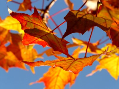 Maple Leaf Leaf Autumn Deciduous