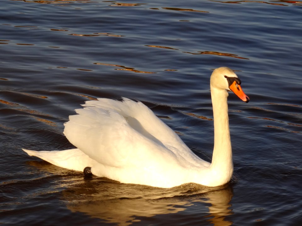 Cygnus Olor At Blue Wonder Dresden