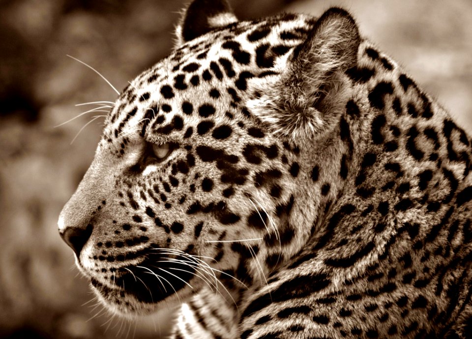 White And Black Animal