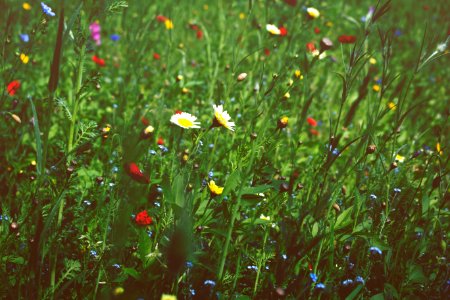 Meadow In Bloom
