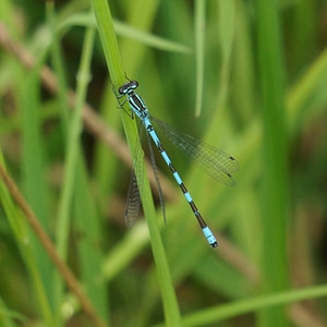 Dragonfly tytönkorento insect photo