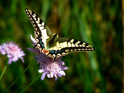 Close-up Of Butterfly Pollinating On Flower photo