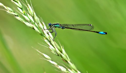 Damselfly On Grass