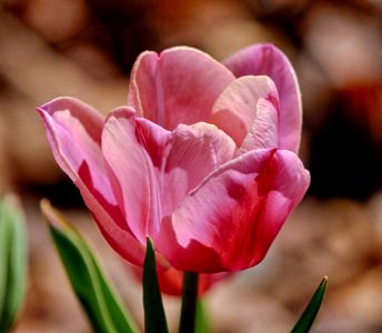 Flower Tulip Flowering Plant Plant