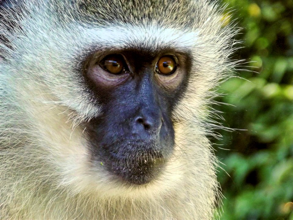 Mammal Macaque Fauna Primate
