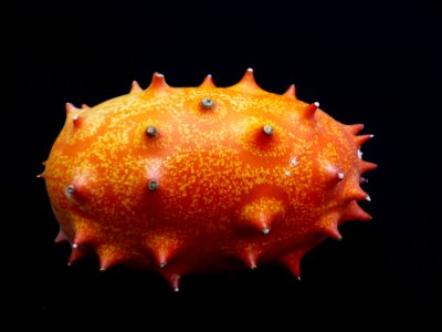 Orange Close Up Organism Marine Biology photo
