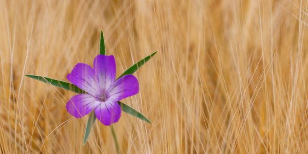 Flower Flora Purple Wildflower