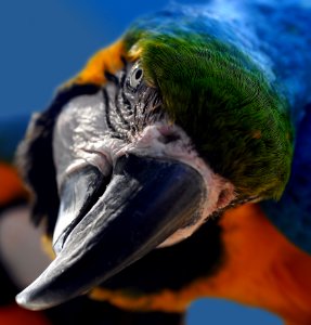 Bird Beak Parrot Macaw photo