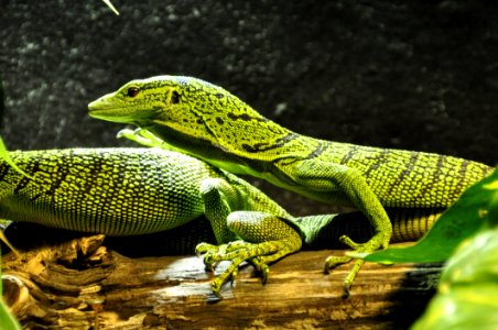 Reptile Scaled Reptile Lacertidae Fauna