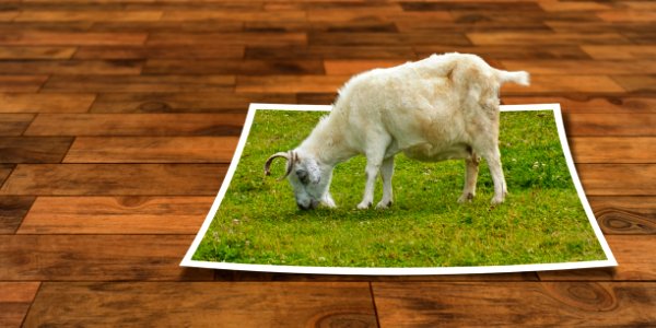 Goats Goat Grass Cow Goat Family