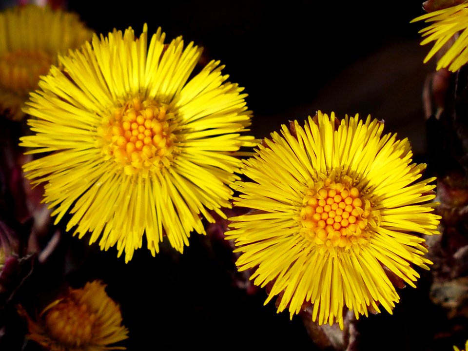 Flower Yellow Dandelion Flora