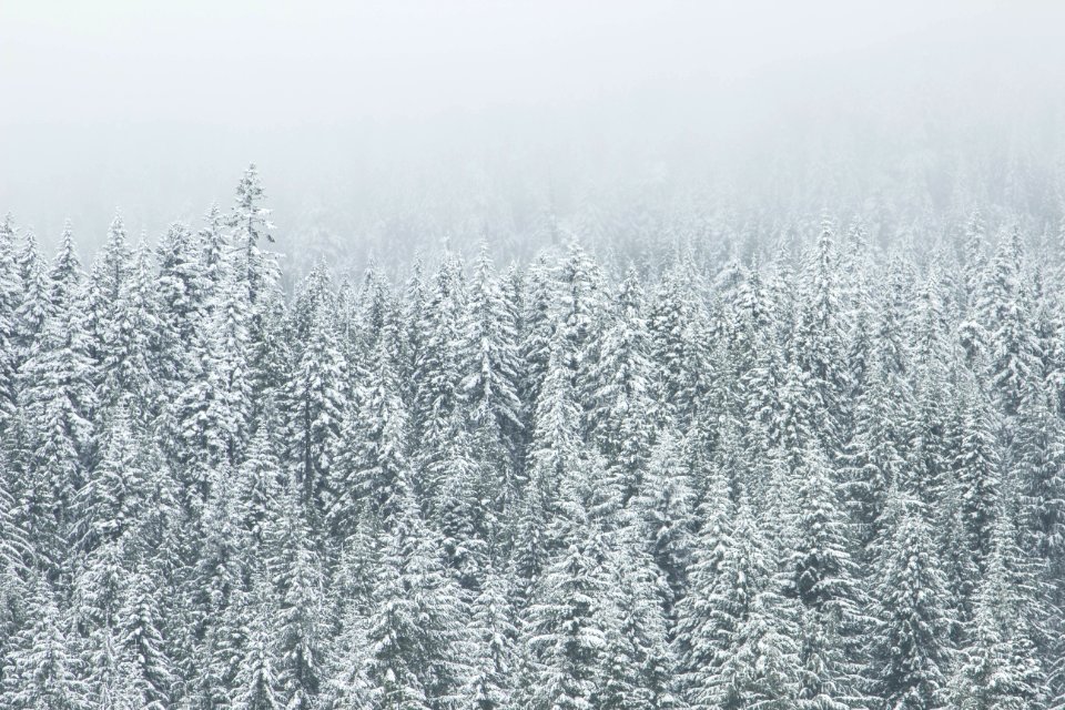 Winter White Snow Trees