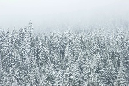 Winter White Snow Trees